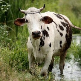Cow Running
