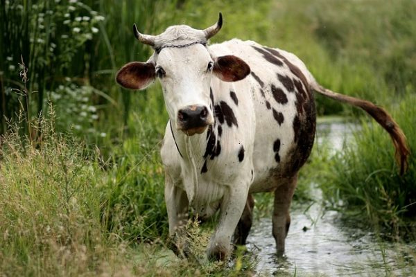 Cow Running