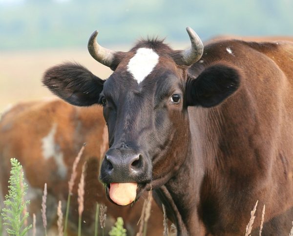Cow on Farm