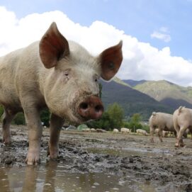 Pigs in Mud