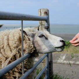 Sheep Being Fed