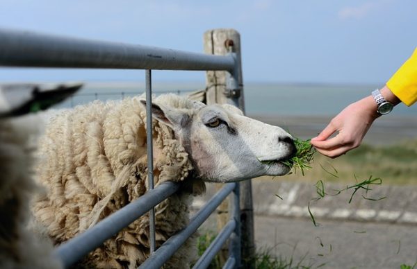 Sheep Being Fed
